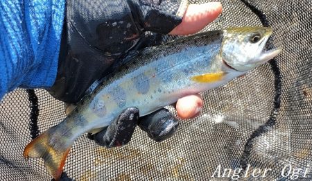 ようやく本流シーズンイン。