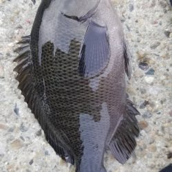 イワシなど五目