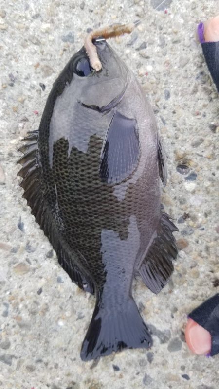 イワシなど五目