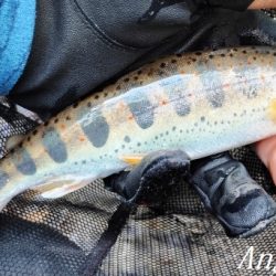 食いの浅さに要注意。