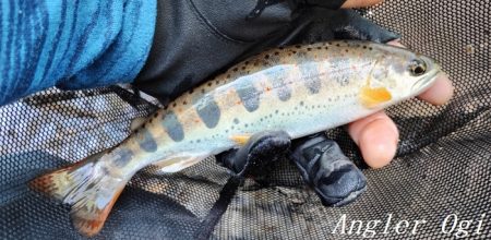 食いの浅さに要注意。