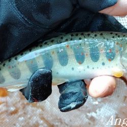 トラブル連発するも26匹の釣果。