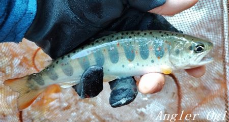 トラブル連発するも26匹の釣果。