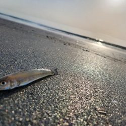 三重県キス釣り