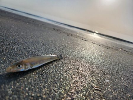 三重県キス釣り