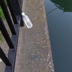 都市河川でキビレ