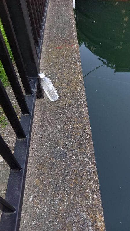 都市河川でキビレ