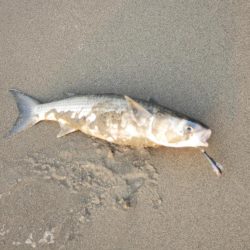 マイクロベイトチニングはバイブが面白い