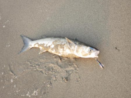 マイクロベイトチニングはバイブが面白い