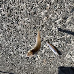 恒例のＧＷ天草釣行をしてきました