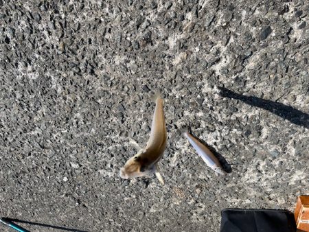 恒例のＧＷ天草釣行をしてきました