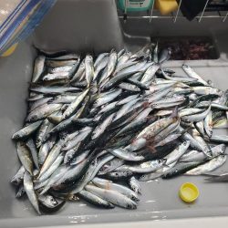 レンタルボート釣行