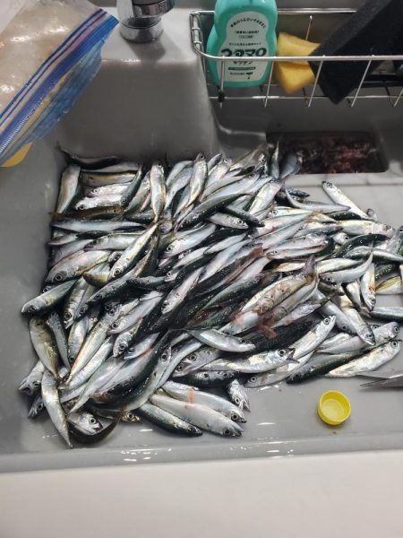 レンタルボート釣行