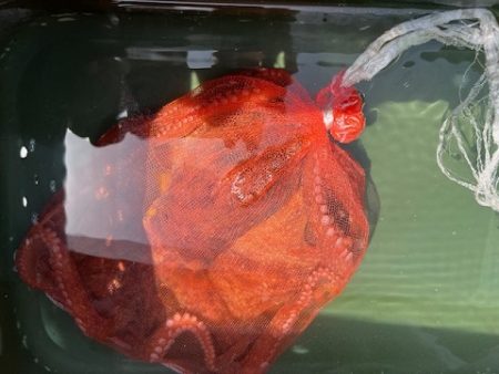 久しぶりにタコ釣りしてきました