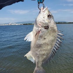 ７０アップシーバス　４０アップキビレ