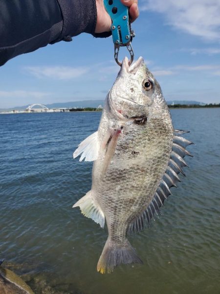 ７０アップシーバス　４０アップキビレ