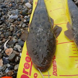 久しぶりです。