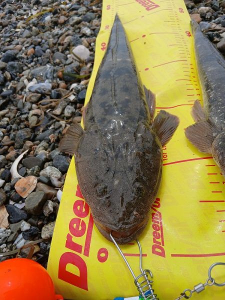 久しぶりです。