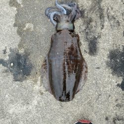 春アオリイカ狙い