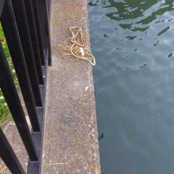 昨晩の釣果に味をしめて、朝練でうなぎ！！