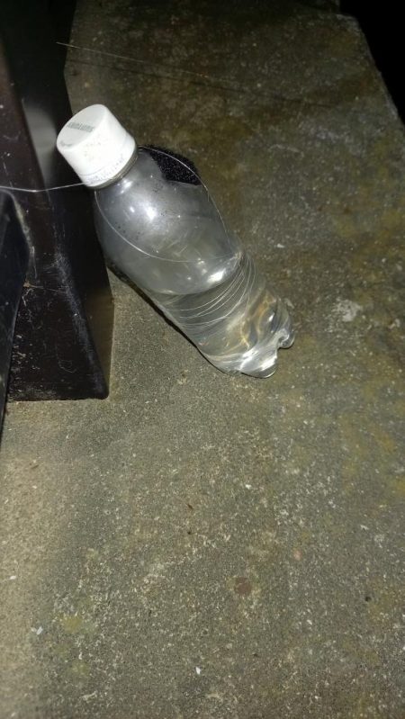 大雨の翌日、怪物うなぎ他、多数！！