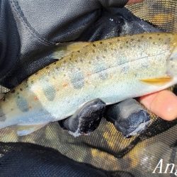 引原川、最盛期突入！