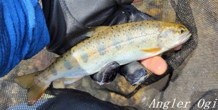 引原川、最盛期突入！