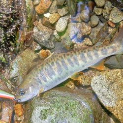接近戦のイワナ釣り ～長良川水系～