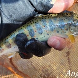 アングラーの数が増えました。