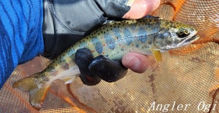 アングラーの数が増えました。