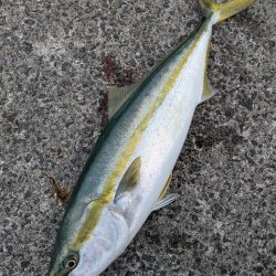 シーバス＆メジロ