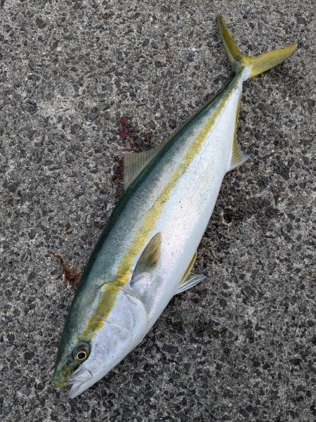 シーバス＆メジロ