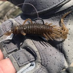 初場所デイチニング