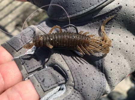 初場所デイチニング