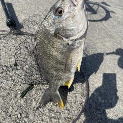 太田川河口でチニング