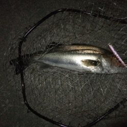 ほぼスズキとスズキ