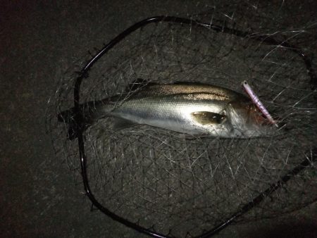 ほぼスズキとスズキ