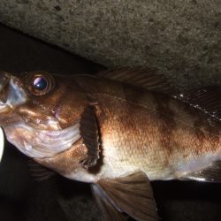 最盛期のメバル