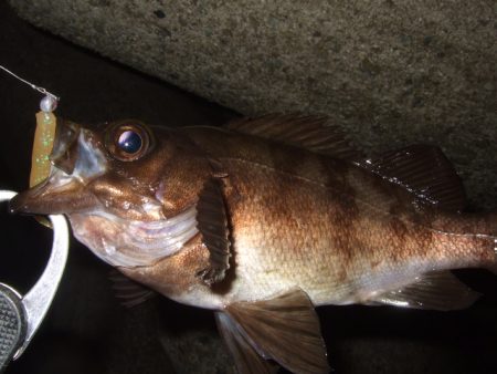 最盛期のメバル