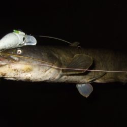 ナマズトップゲームの本格シーズン到来