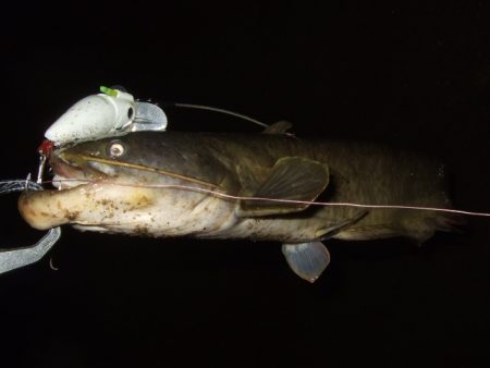 ナマズトップゲームの本格シーズン到来