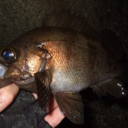 最盛期はデカめのワームで