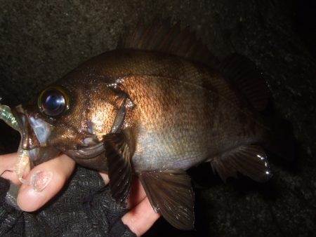 最盛期はデカめのワームで