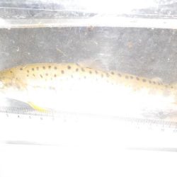 アマゴ第5戦〜美山〜