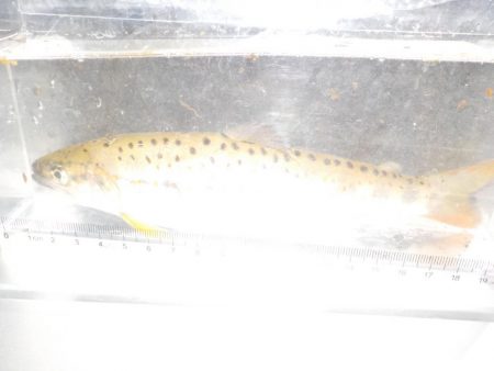 アマゴ第5戦〜美山〜