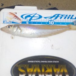 キス第1戦〜栗田〜