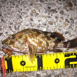 良型タケノコメバルゲット！！