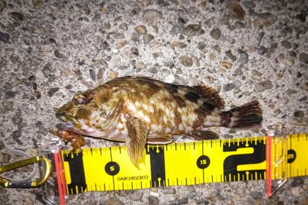 良型タケノコメバルゲット！！