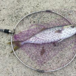 人工島でハマチ