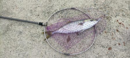 人工島でハマチ